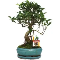 Exotenherz Chinesischer Feigenbaum (Bonsai) – Ficus retusa – ca. 8 Jahre alt
