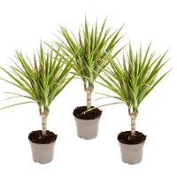Exotenherz zweifarbiger Drachenbaum - Dracaena marginata Bicolor - Set mit 3 Pflanzen