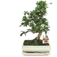 Exotenherz Bonsai Fukientee - Carmona microphylla - ca. 10 Jahre