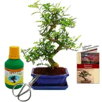 Exotenherz Bonsai-Baum – Zanthoxylum piperitum – ca. 8 Jahre alt – Geschenkset mit Dünger und Schere