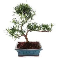 Exotenherz Podocarpus-Bonsai für den Außenbereich – Steinscheibe mit kleinen Blättern, 20 cm