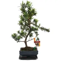 Exotenherz Bonsai-Steinschnitt – Podocarpus macrophyllus – ca. 6 Jahre alt
