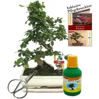 Exotenherz Bonsai Fukientee Carmona microphylla ca. 10 Jahre 25cm Schale Geschenk-Set mit Schere und Dünger