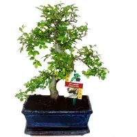 Exotenherz Bonsai Chinesische Ulme - Ulmus parviflora - ca. 8 Jahre
