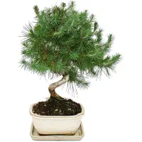 Exotenherz Bonsai - Pinus halepensis - Aleppo-Kiefer - ca. 7-8 Jahre alt - 16cm Schale