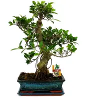 Exotenherz Bonsai Chinesischer Feigenbaum - Ficus retusa - ca. 12-15 Jahre