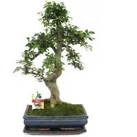 Exotenherz Bonsai Chinesische Ulme - Ulmus parviflora - ca. 12-15 Jahre