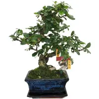 Exotenherz Bonsai Fukientee - Carmona microphylla - ca. 6 Jahre