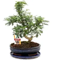 Exotenherz Bonsai Szechuan-Pfeffer - Zanthoxylum piperitum - ca. 12-15 Jahre