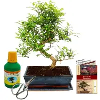 Exotenherz Bonsai - Zanthoxylum piperitum - ca. 12-15 Jahre - 30cm Schale - Geschenkset mit Dünger und Schere