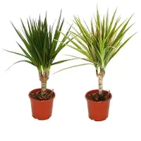 Exotenherz Set aus 2 verschiedenen Drachenbäumen - Dracaena marginata + Dracaena marginata Bicolor