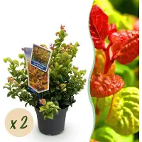 Green Boutiq GreenboutiQ - Gartenpflanze - Leucothoe Curly Gold - Gelb - 2 Pflanzen - Immergrün - Wenig Pflege - Topf 17cm Höhe 40cm