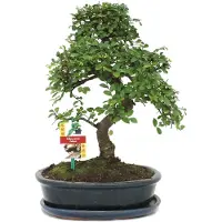 Exotenherz Bonsai Chinesische Ulme - Ulmus parviflora - ca. 10 Jahre