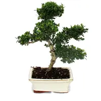 Exotenherz Bonsai Ilex crenata - Japanische Stechpalme ca. 6 Jahre