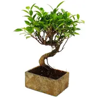 Exotenherz Bonsai fürs Zimmer - in moderner Trendkeramik - Zimmerbonsai Ficus - 6 Jahre alt - Steinoptik