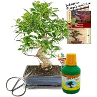 Exotenherz Bonsai Chin. Feigenbaum Ficus retusa ca. 10 Jahre 25cm Schale Geschenk-Set mit Schere und Dünger