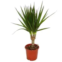 Exotenherz Drachenbaum - Dracaena marginata - 3 Pflanze - pflegeleichte Zimmerpflanze - Palme
