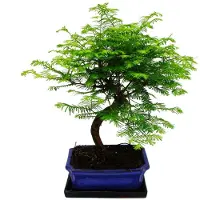 Exotenherz Outdoor-Bonsai Metasequoia glyptostroboides - Urwelt-Mammutbaum - 23cm Schale