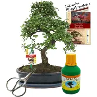 Exotenherz Bonsai Chin. Ulme Ulmus parvifolia ca. 10 Jahre 25cm Schale Geschenk-Set mit Schere und Dünger
