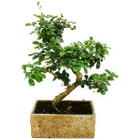 Exotenherz Bonsai fürs Zimmer - in moderner Trendkeramik - Zimmerbonsai Carmona - 8 Jahre alt - Steinoptik