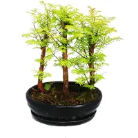 Exotenherz Bonsai für den Außenbereich – Metasequoia glyptostroboides – kleines Wäldchen mit 3 Pflanzen
