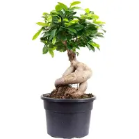 Value Greens Chinesische Feige - Bonsai-Style mit Ficus Ginseng - ca. 35 cm hoch, Topf-Ø 17 cm