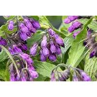 GRDplanten 6 x Symphytum officinale - Echte Beinwell - Topf 9 x 9 cm