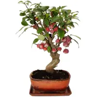 Exotenherz Bonsai - Apfelbaum - Zierapfel - Malus - 21cm Schale incl. Untersetzer - ca. 12 Jahre alt