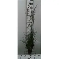 GRDplanten 6 x Deschampsia cesp. 'Bronzeschleier' - Wald Schmiele - Topf 9 x 9 cm