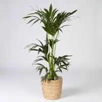 Pflanzen-Kölle Kentiapalme in Korb Osaka, Topf-Ø 19 cm, Höhe ca. 80-110 cm