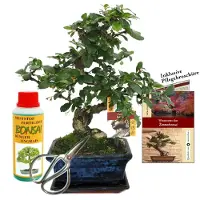 Exotenherz Geschenkset Bonsai "Carmona" - Fukientee - ca. 6 Jahre alt - Anfänger-Set