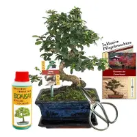 Exotenherz Geschenkset Bonsai "Carmona" - Fukientee - ca. 8 Jahre alt - Anfänger-Set