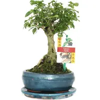 Exotenherz Bonsai Chin. Privet - Ligustrum sinensis - stárí cca 6 let - kulovitý tvar