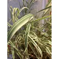 Brandless 6 x Phalaris Arundinacea 'Picta' - Kanariengras im 9x9cm Topf