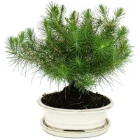 Exotenherz Bonsai - Pinus halepensis - Aleppo-Kiefer - ca. 9 Jahre alt