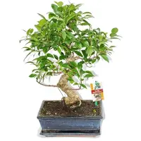 Exotenherz Bonsai Chinesischer Feigenbaum - Ficus retusa - ca. 10 Jahre