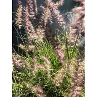 Brandless 6 x Pennisetum Orientale 'Karley Rose' - Lampenschirm im 9x9cm Topf