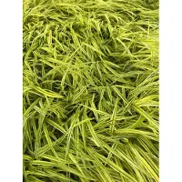 GRDplanten 6 x Hakonechloa macra 'Aureola' - Goldenes Japangras - Topf 9 x 9 cm