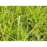 Brandless 6 x Sesleria autumnalis - Blaugras im Topf 9x9 cm