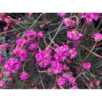 Brandless 6 x Armeria maritima 'Rubrifolia' - Englisches Gras im 9x9 cm Topf