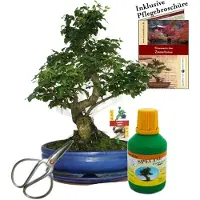 Exotenherz Bonsai Chin. Liguster Ligustrum ca. 10 Jahre 25cm Schale Geschenk-Set mit Schere und Dünger