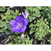 Brandless 6 x Campanula carpatica ' Blaue Clips' - Karpatenglockenblume im 9x9 cm Topf