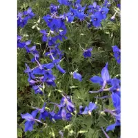 Brandless 6 xDelphinium (b) 'Vlkerfrieden' Ð Rittersporn im 9x9 cm Topf+D34