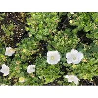 Brandless 6 xCampanula Carpatica 'White Clips' - Karpatenglockenblume im 9x9 cm Topf