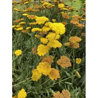 Brandless 6 x Achillea 'Coronation Gold' - Schafgarbe im topf 9 x 9 cm