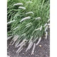 Brandless 6 x Pennisetum orientale - Lampenschirmgras, Pinselfedergras im 9x9cm Topf