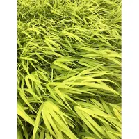 Brandless 6 x Hakonechloa macra 'All Gold' - Japanisches Berggras im Topf 9x9 cm