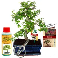 Exotenherz Geschenkset Bonsai "Ulmus" - Chinesische Ulme - ca. 8 Jahre alt - Anfänger-Set