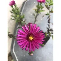 Brandless 6 x Aster Dumosus 'Jenny' - Herbst-Aster im 9x9 cm Topf