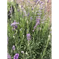 Brandless 6 x Lavandula angustifolia 'Munstead' - Lavandel im topf 9 x 9 cm